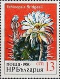 [Cactuses, type DAJ]