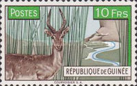 [Cobe des roseaux (Redunca redunca), type AC1]