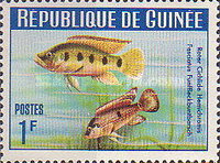 [Guinea Fish, 类型 BU]