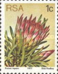 [Flora - Protea Plants, type PG]