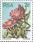 [Flora - Protea Plants, type PH]
