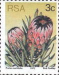 [Flora - Protea Plants, type PI]