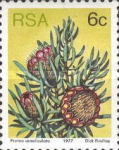[Flora - Protea Plants, type PL]