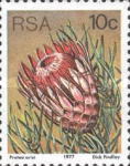 [Flora - Protea Plants, type PP]