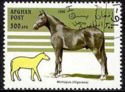 [Horses, type AMS]