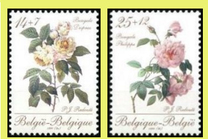 [Roses, type BNK]