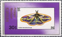 [Butterflies, Tip BYN]
