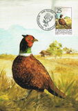 [Birds - Hunting, Typ AIP]