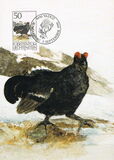 [Birds - Hunting, Typ AIQ]