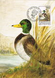 [Birds - Hunting, Typ AIR]