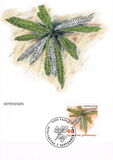 [Ferns, jenis AKL]