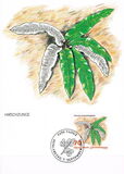 [Ferns, jenis AKN]