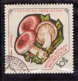 [Fungi, Tip KR]