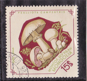 [Fungi, Tip KS]