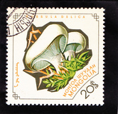 [Fungi, Tip KT]