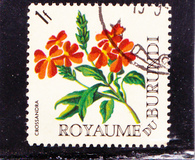 [Flowers, Tipo EV]