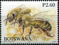 [Honey Bees of Botswana, type AHU]