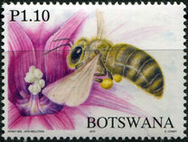 [Honey Bees of Botswana, type AHT]