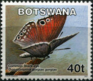 [Butterflies, type AFZ]