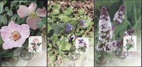 [Croatian Flora - Medicinal Herbs, 類型 WA]