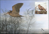 [Bird of the Year - The Eurasian Woodcock, type BEY]