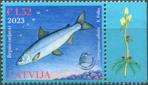 [Marine Life - Vendace, प्रकार AJV]