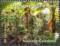 [Agroforestry in Maré, tipas BDS]
