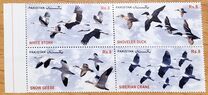 [Migratory Birds in Pakistan, Tipi AUI]