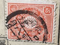 [Chrysanthemum, տեսակ AK3]