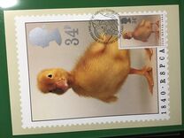 [The 150th Anniversary of the Royal Society for Prevention of Cruelty to Animals, type AHO]