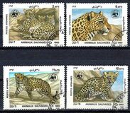 [WWF - Leopard, տեսակ ADH]