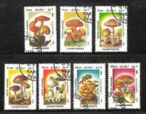 [Flora - Mushrooms, ประเภท ABR]