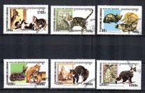 [Cats, type BVO]