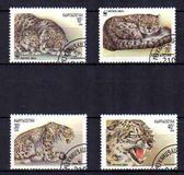 [The Snow Leopard, Вид X]