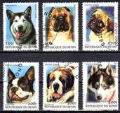 [Not Issued - Dogs, тип QQA]