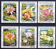 [Water Lilies, típus TP]