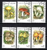 [Mushrooms, 유형 AVH]