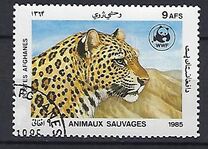 [WWF - Leopard, տեսակ ADI]