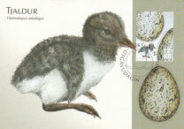 [Birds Eggs, type OW]