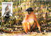 [Global Conservation - Fatango Monkeys, प्रकार ACV]