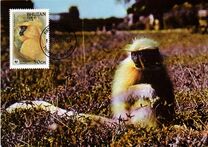 [Endangered Species - Gee's Golden Langur, type AEZ]