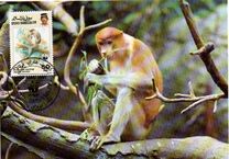 [Endangered Species - Proboscis Monkey, type JR]