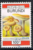 [Fungi, タイプ BBY]