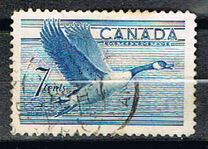 [Birds - Canada Goose, tip GD]
