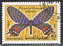 [Moths and Butterflies, type P]