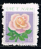 [Roses, Вид HV]
