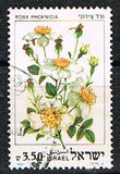 [Roses, type AEU]