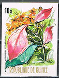 [Flowers of Guinea, տեսակ OX]