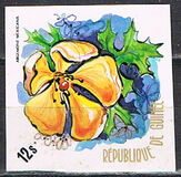 [Flowers of Guinea, տեսակ OY]
