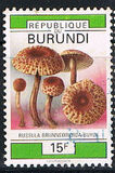 [Fungi, タイプ BBU]